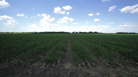 Fields and harvest vegetables Stock Footage 45938048