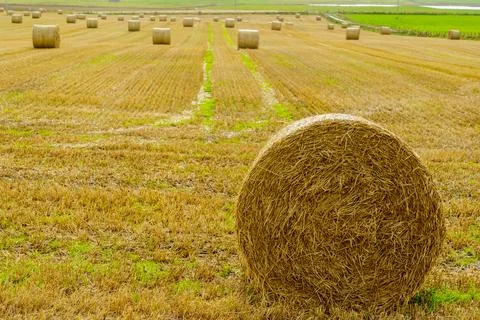 Fields and haystacks, in Marwick Head Stock Photos