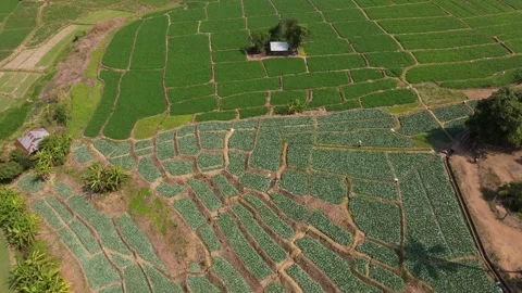 Fields and huts stretch across lush northern landscapes, Thailand Stock Footage 309240670