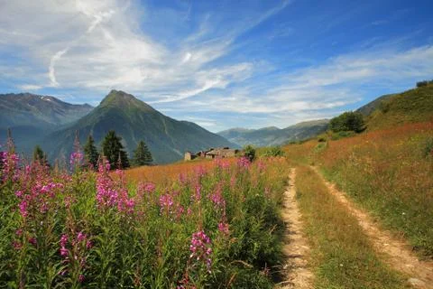 Fields and meadows in alps. Stock Photos