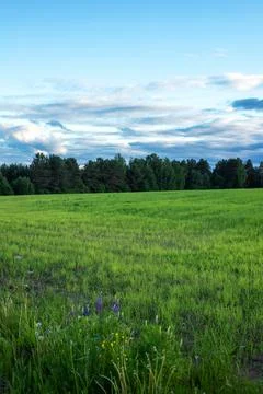 Fields and meadows on blue sky and white clouds natural landscape sunset Stock Photos