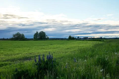 Fields and meadows on blue sky and white clouds natural landscape sunset Stock Photos