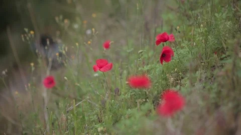 Fields and meadows, flowers Stock Footage 74407944