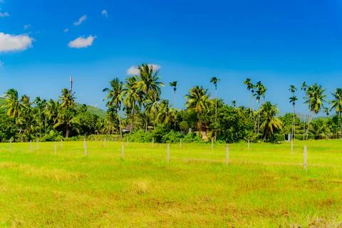 Fields and plantations. 스톡 사진