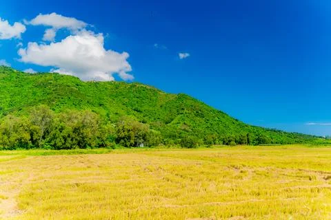 Fields and plantations. Photos