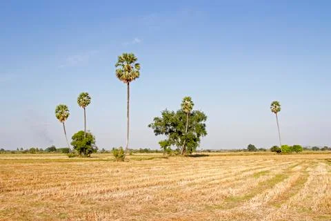 Fields and rice straw and rice stubble and sugar palm and evening and cornfie Stock Photos