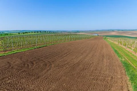 Fields and rows vineyards painted a mesmerizing panorama. Foto stock