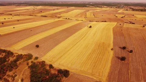 Fields and Scattered Trees – 4K Aerial Drone Footage Stock Footage 319792197