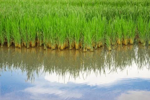 Fields and sky. Stock Photos