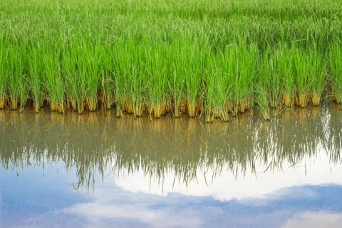 Fields and sky. Stock Photos
