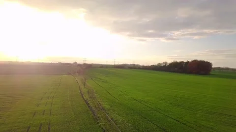 Fields and tree path during golden hour Stock Footage 229200653