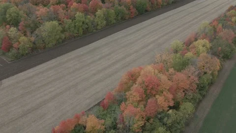 Fields and Trees in Autumn Stock Footage 145956149