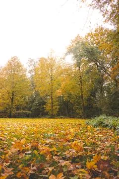 Fields and trees turn orange-red in a park near Boom, Belgium. Autumn season Stock Photos