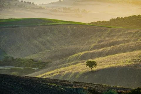 Fields and trees in Tuscany Foto stock