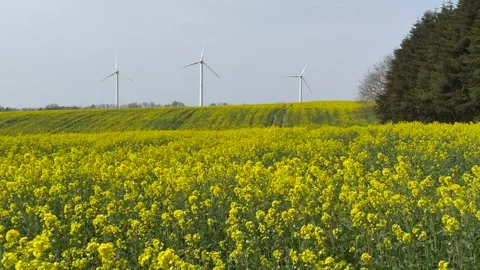 Fields and wind turbines at sunrise, Wind turbines and wheat field under sunny s Stock Footage 311026024