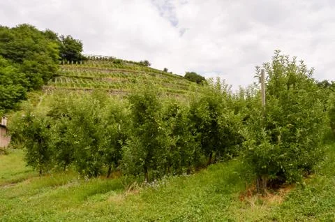 Fields of apple trees Fields of apple trees Stock Photos