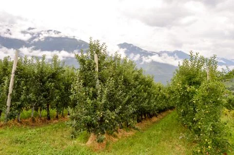 Fields of apple trees Stock Photos