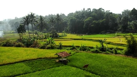 The fields are about to be harvested. Sukabumi, Indonesia Video stock 247366268