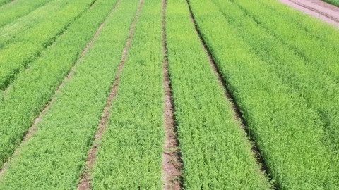 The fields are planted with flax. Green crops are evenly planted in rows on the Stock Footage 202023617