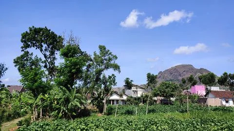 The fields are quite spacious and the view of the blue sky is beautiful 스톡 사진