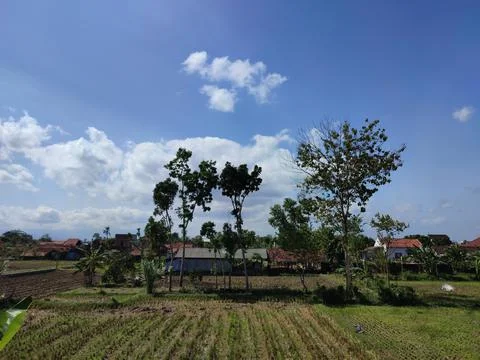The fields are quite spacious and the view of the blue sky is beautiful Stock Photos