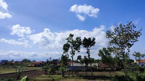 The fields are quite spacious and the view of the blue sky is beautiful Stock Photos