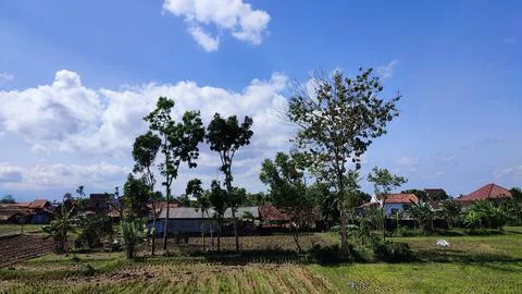 The fields are quite spacious and the view of the blue sky is beautiful Stock Photos