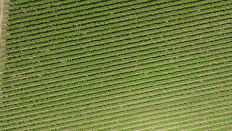 Fields in Australia drone video Stock Footage 242012803