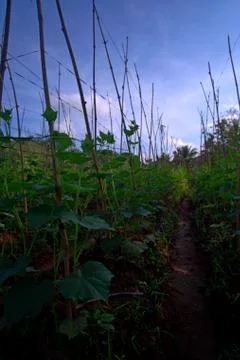 Fields background,verticall view of string bean vines Stock Photos
