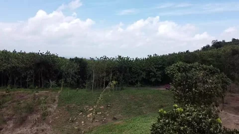 Fields in bare forest across a dense forest road Stock Footage 279251401
