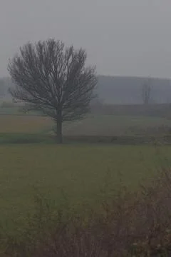 Fields with bare trees in the italian countryside on a foggy day in late autu Stock Photos