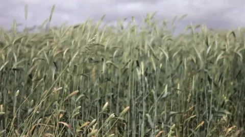 Fields Of Barley Stock-Footage 1091489