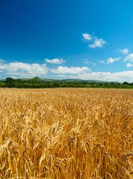 Fields of Barley Фото