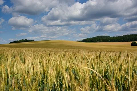 Fields with barley 库存照片