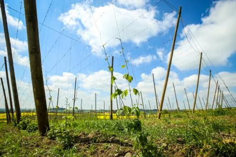 Fields of Bavaria Stock Photos