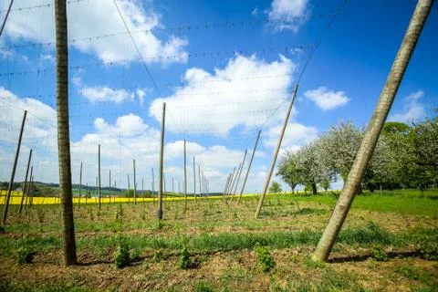 Fields of Bavaria Stock Photos