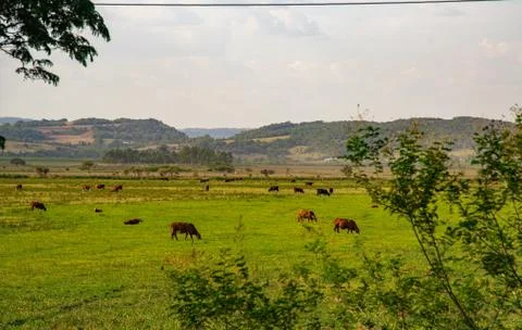 Fields of beef cattle in the State of Rio Grande do Sul in southern Brazil Stock Photos