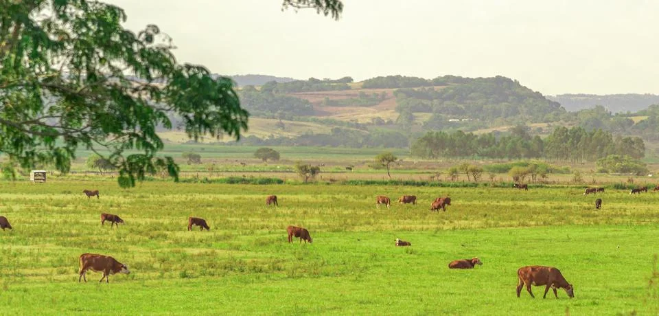 Fields of beef cattle in the State of Rio Grande do Sul in southern Brazil Stock Photos