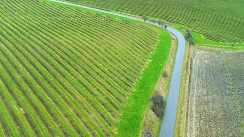 Fields of blackcurrant bushes in Danish countryside aerial Stock Footage 242595275