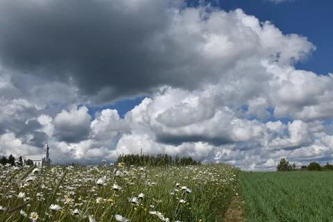 Fields in bloom in summer Stock Photos