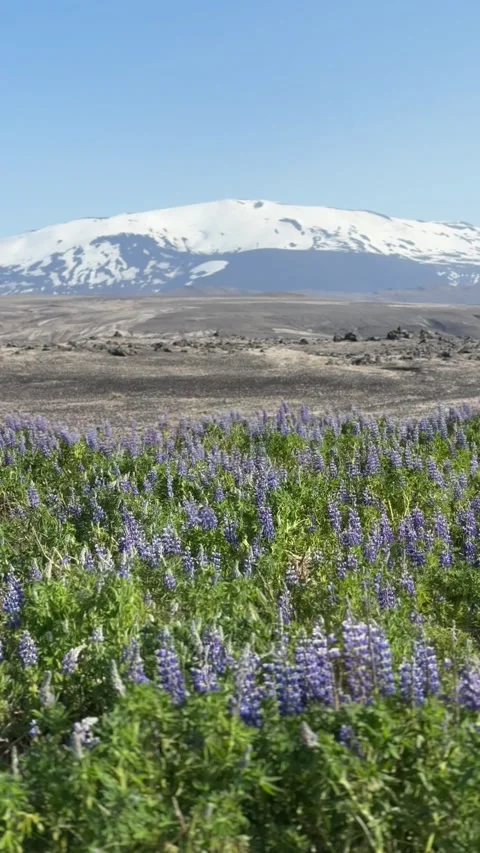 Fields of blooming Alaskan lupine stretch across Icelandic plains  Stock Footage 312232776