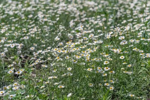 Fields of blooming daisies dance in the gentle breeze under the bright sun,.. Stock Photos