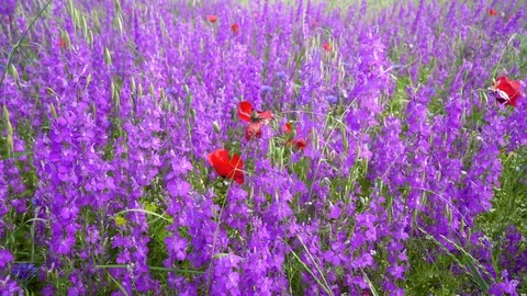 Fields of blooming delphiniums, poppys and bluets Stock Footage 116765235