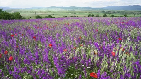 Fields of blooming delphiniums, poppys and bluets Stock Footage 116765965