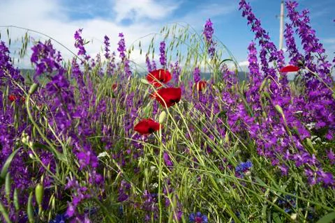Fields of blooming delphiniums, poppys and bluets Stock Photos