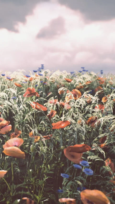 Fields of blooming flowers and rolling clouds create a serene landscape Stock Footage 331839560