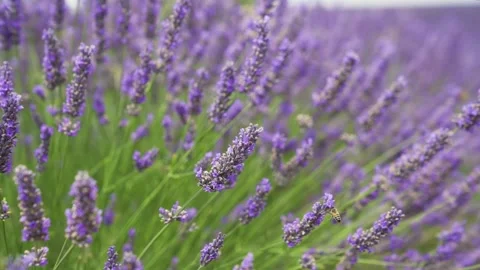 Fields of blooming lavender flowers with bees - 4k video Stock Footage