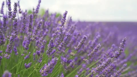 Fields of blooming lavender flowers with bees - 4k video Stock Footage