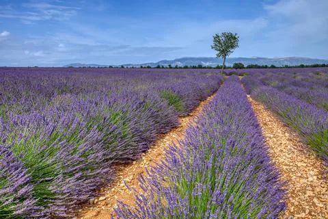 Fields Of Blooming Lavender Flowers Stock Photos