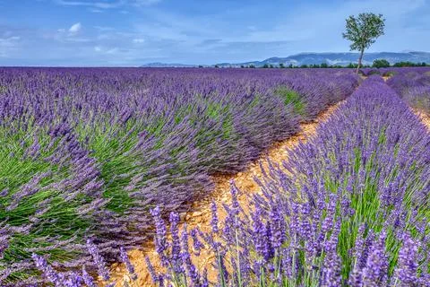 Fields Of Blooming Lavender Flowers Stock Photos